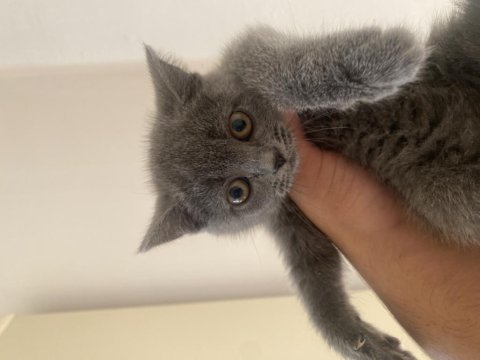 British yavru kedimiz evcil mama yiyor 2.5 aylık