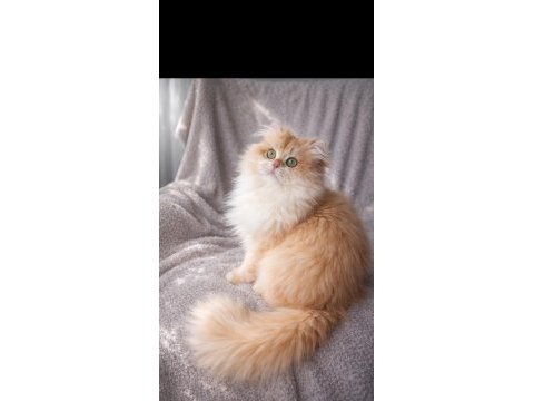 British longhair açıklamayı okumadan aramayın
