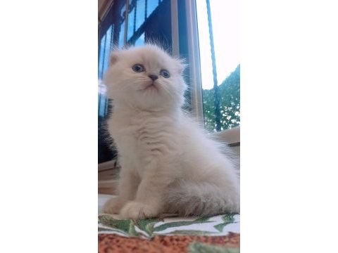 British shorthair istanbul içinde ulaşımını sağlıyorum