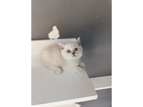 British shorthair linç point