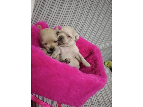 Chihuahua yavrularımız