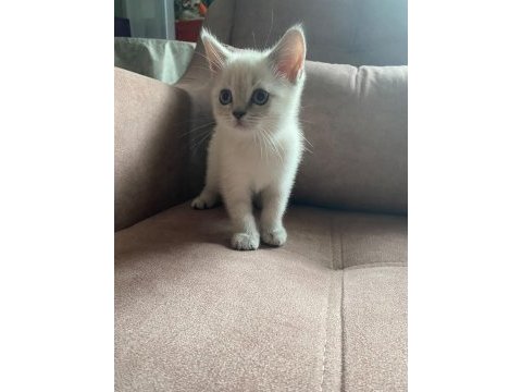 2 aylık british shorthair bebeklerimiz yeni yuva