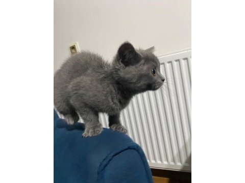 Safkan british shorthair