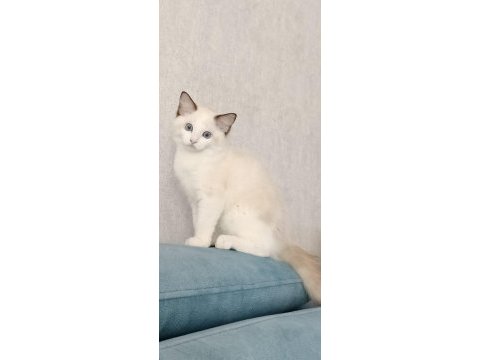 Asil karakterli full şecereli ragdoll yavrular