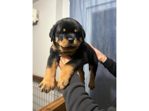 Fcı şecereli rottweiler yavrularımız