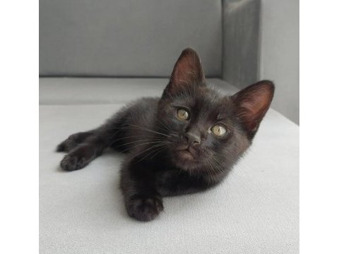 Catman kedimiz yuvasını arıyor