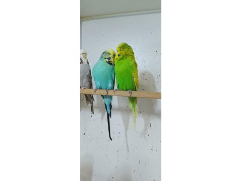 Show jumbo muhabbet kuşu ve salma kafes