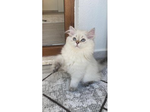 British kedim yeni yuvasına gitmeye hazırdır