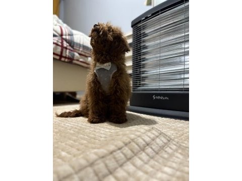 Toy poodle brown