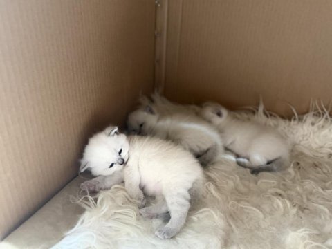 2 erkek bir birinden güzel iki yavru çok oyuncu kediler