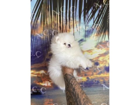 Irk sağlık garanti pomeranian