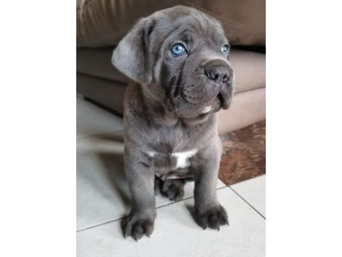 Sağlık belgeli isteğe özel çip karne cane corso