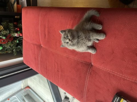 British shorthair 40 günlük yavrular 3 dişi ve 1 erkek