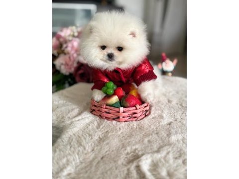 Teacup ayıcık pomeranian