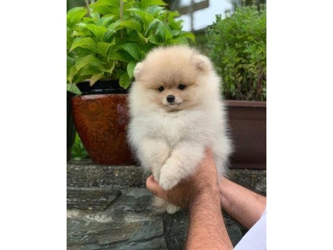 Üst kalite pomeranian ayı surat yavrularımız