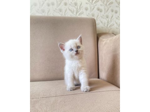 A kalite british shorthair bluepoint