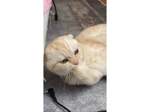 11 aylık kısırlaştırılmamış erkek scottish fold