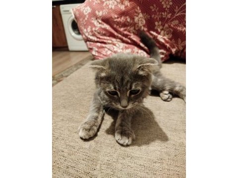 4 aylık scottish fold yavru
