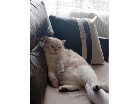 British shorthair kedimiz