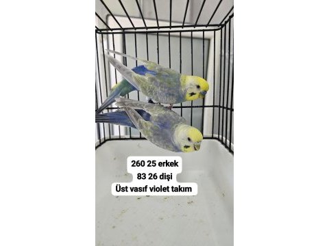 A kalite üst vasıf raınbow kuşlar açıklama okuyun