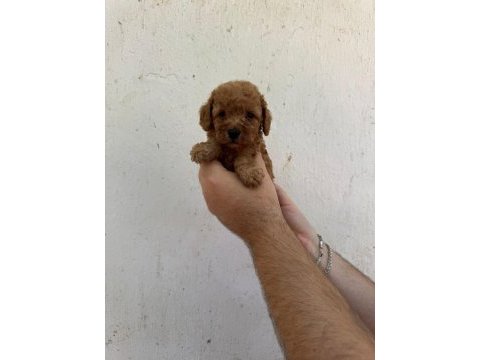 Mükemmel sağlıklı toy poodle yavruları dişi erkek