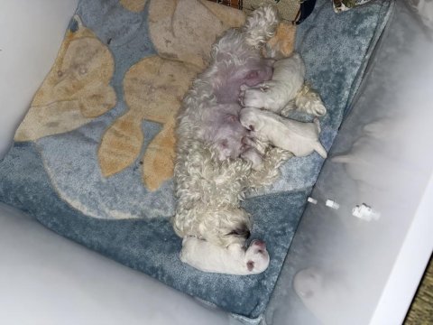 Maltese terrier 0 numara yeni yavrular