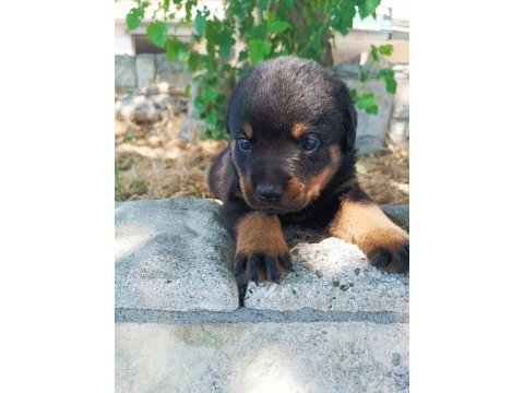 Koca kafa anne babadan kalıtelı köpekler kaçmaz
