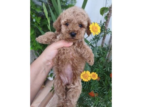 Dişi poodle bebek