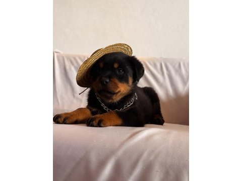 A şecereli erkek rottweiler yavrularım