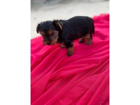 Yorkshire terrier 50 günlük