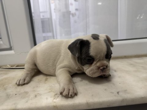 Blue piet french bulldog