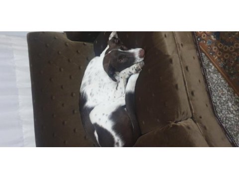 A kalite av köpeği