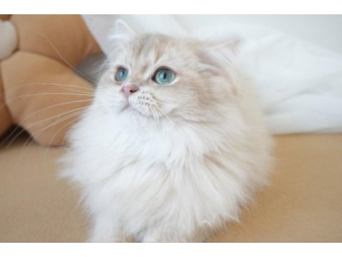 Safkan british longhair erkek yavru