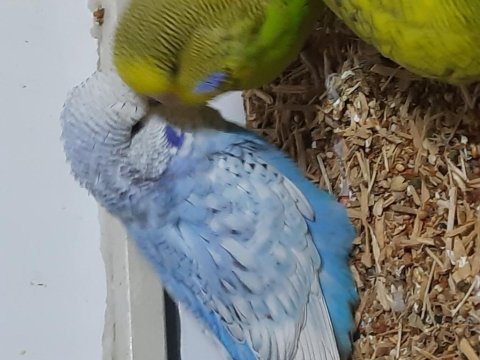 Yeni yeme düşen show muhabbet kuşu bebekler