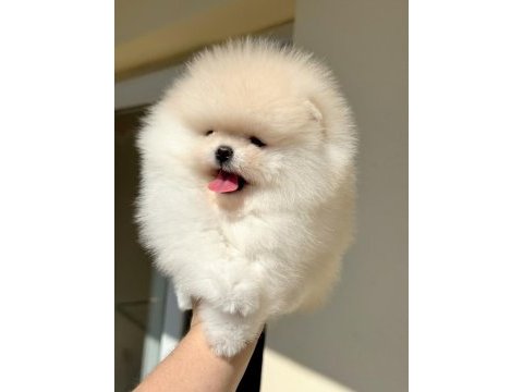 İnanılmaz güzellikte bembeyaz pomeranian kızımız