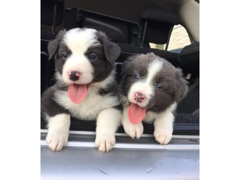 Evinizin neşesi border collie yavrular kapıda ödeme