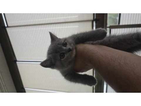 1.5 aylık british shorthair yavrumuz