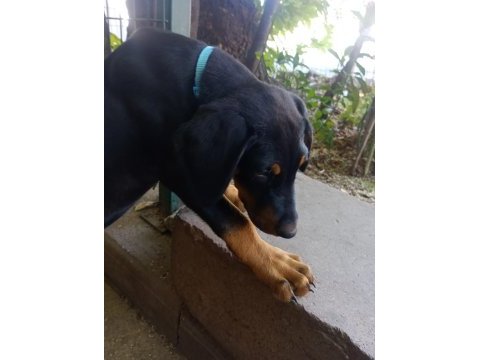 9 haftalık doberman yavrusu
