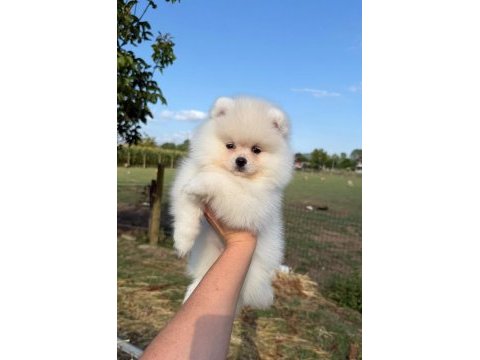 Oyuncak bebek gibi tatlı ve enerjik pomeranian dostumuz
