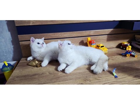 British shorthair süper kalite