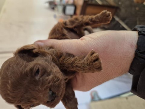 Toy poodle bebekleri
