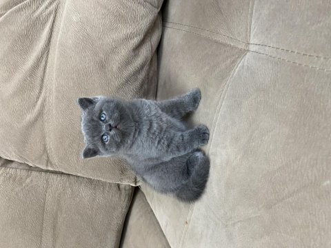 British shorthair erkek yavrumuz