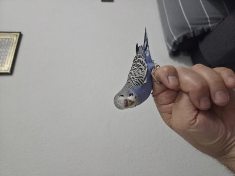 1 aylık yeme düşmüş 2 adet yavru muhabbet kuşu
