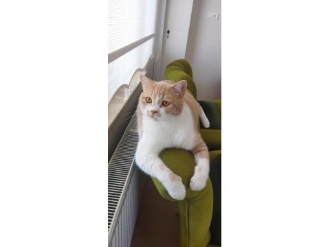 Sahiplendirme kedimiz için