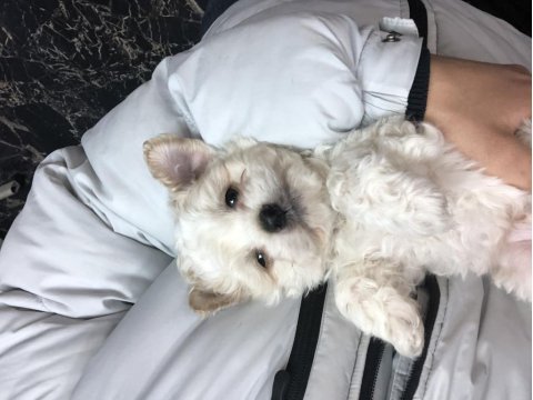 Maltipoo bebekler