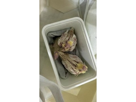 Rezerve ye açık lutino sultan papağanı yavrusu
