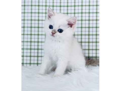 British shorthair erkek yavru ny1233, safkan