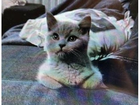 British shorthair ücretsiz erkek marty