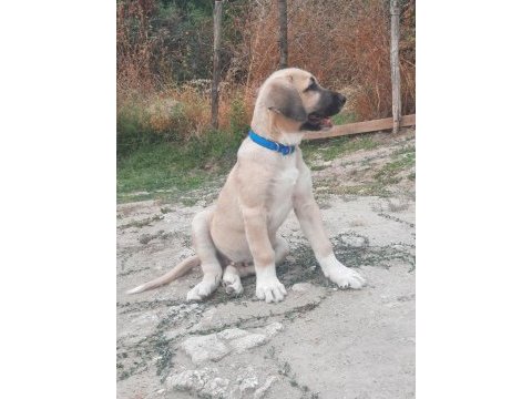 Şecereli anadolu çoban köpeği