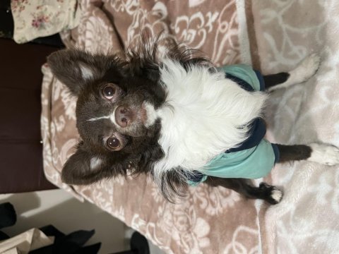 Chihuahua köpeğimize gelin adayı arıyoruz